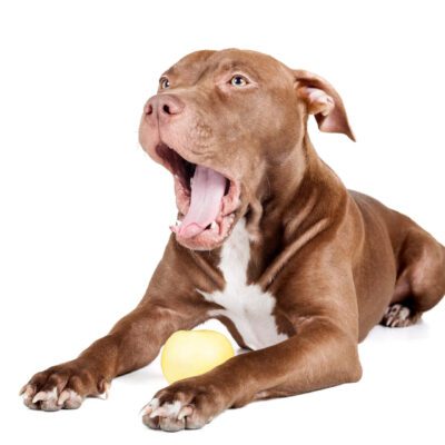 Pitbull