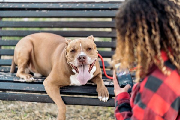 Pitbull Dog Lying On Park Bench With Owner