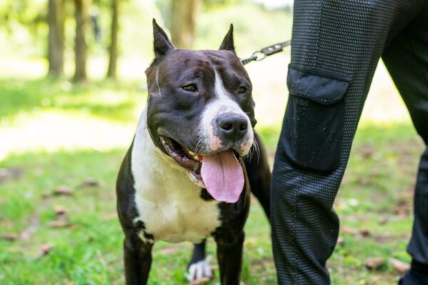 Pitbull Dog On Leash Beside Owner In Park