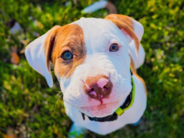 Pitbull Dog Puppy Close Up Portrait In Sunlight