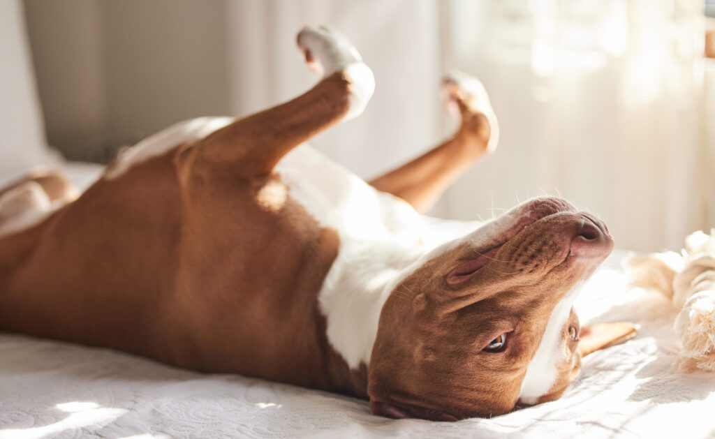 Pitbull Dog Rolling On Floor Indoors
