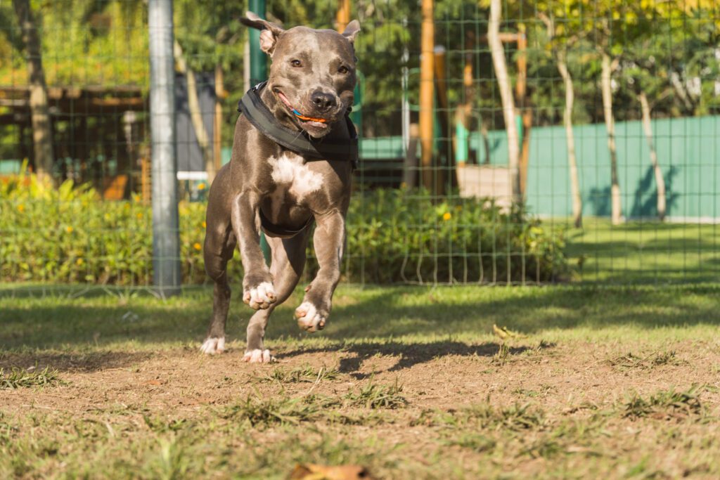 Pitbull Dog Running In Fenced Park