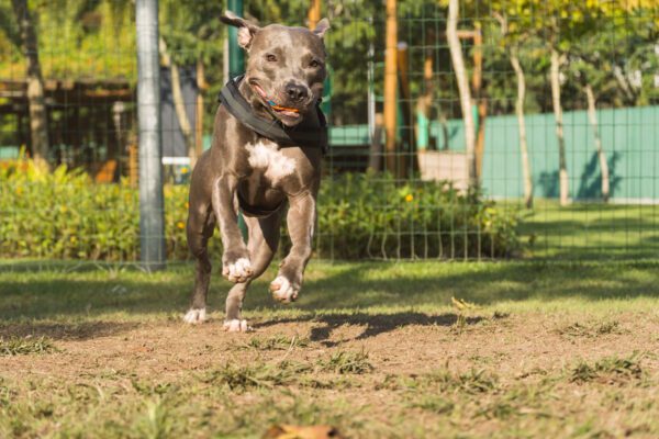 Pitbull Dog Running In Fenced Park