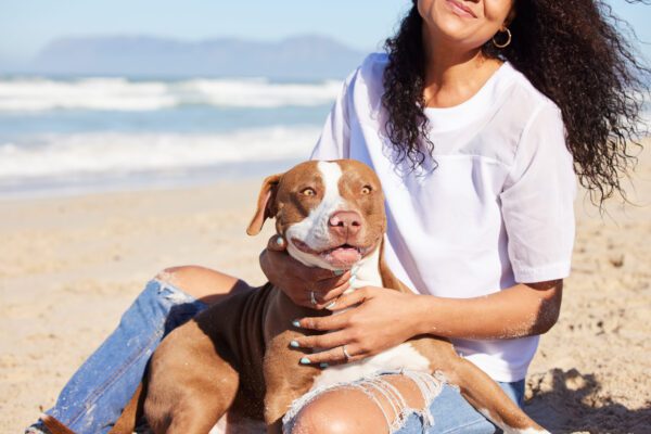 Pitbull Dog Sitting With Woman On Beach