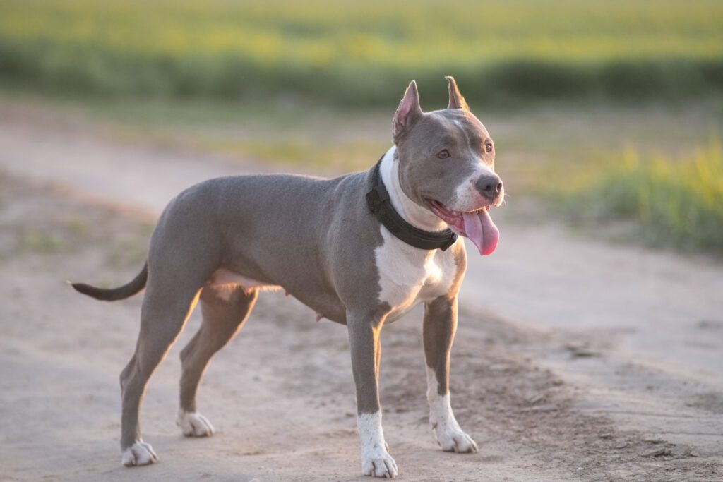 How To Adopt a Pitbull in North Dakota