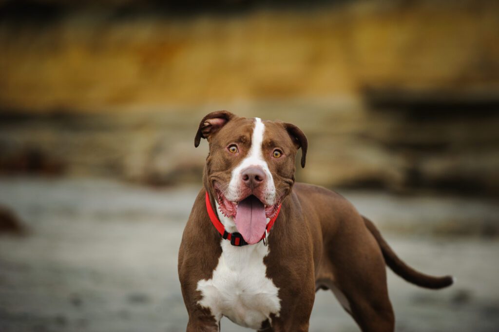 How to Adopt a Pitbull