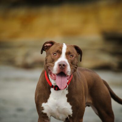Pitbull