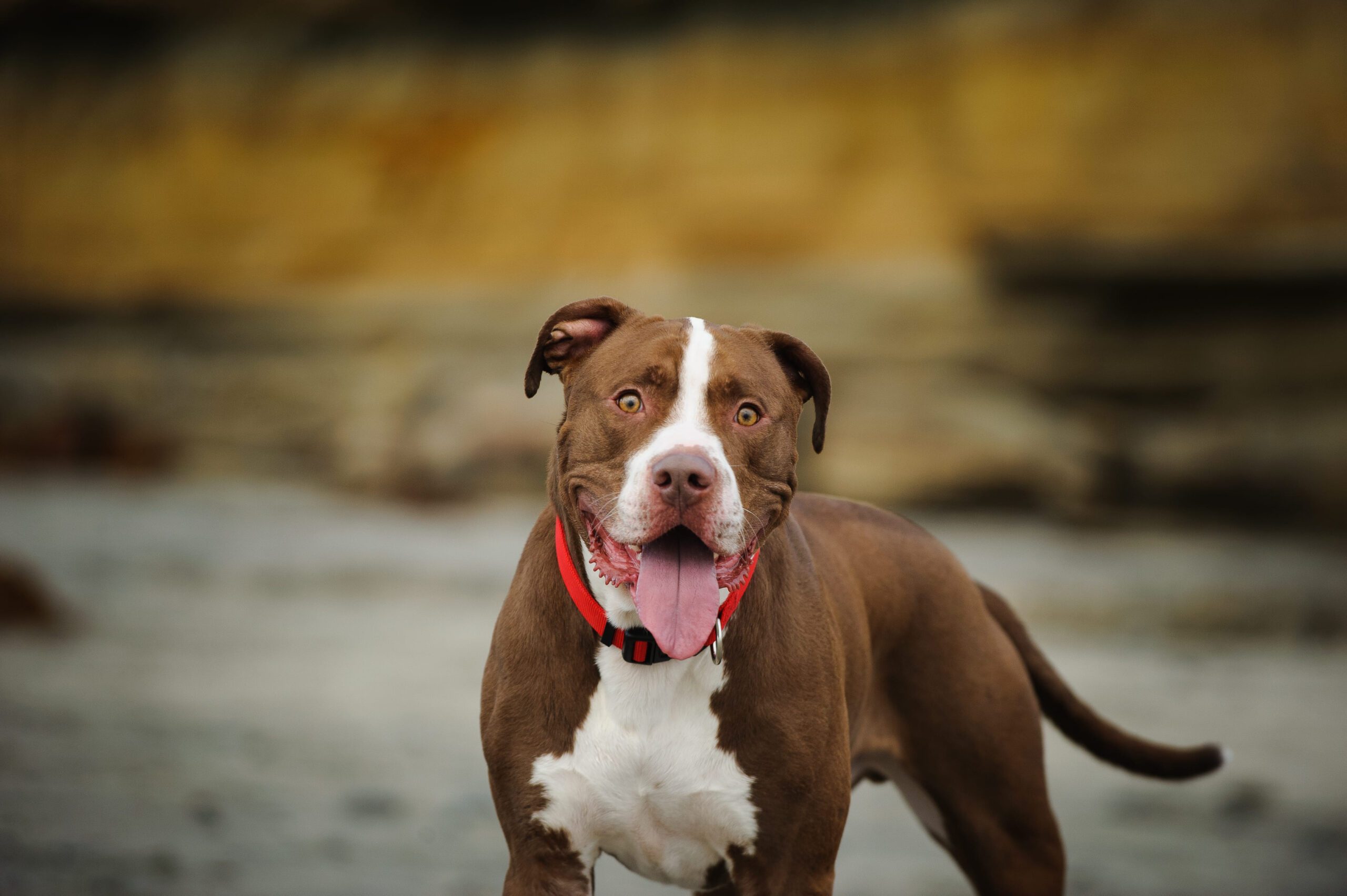 Pitbull Adoption Guide
