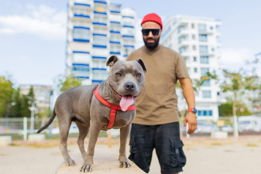 Pitbull Dog Walking With Man In City