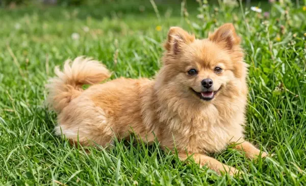 Pomapoo Dog Lying On Green Grass Outdoors