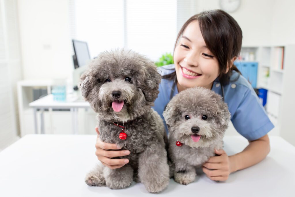 Pomapoo Dogs Sitting With Woman Indoors