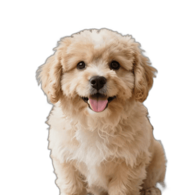 Pomapoo