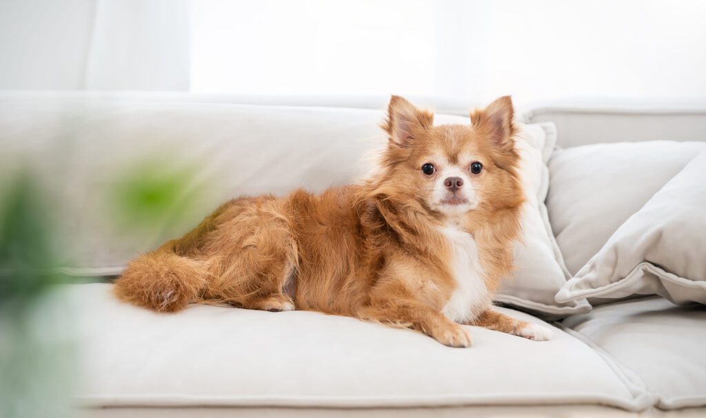 Pomchi Lying Comfortably On White Indoor Couch