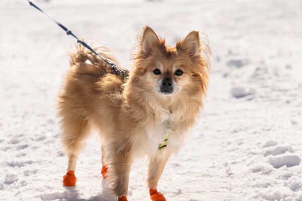 Pomchi On Leash Walking Across Sandy Beach
