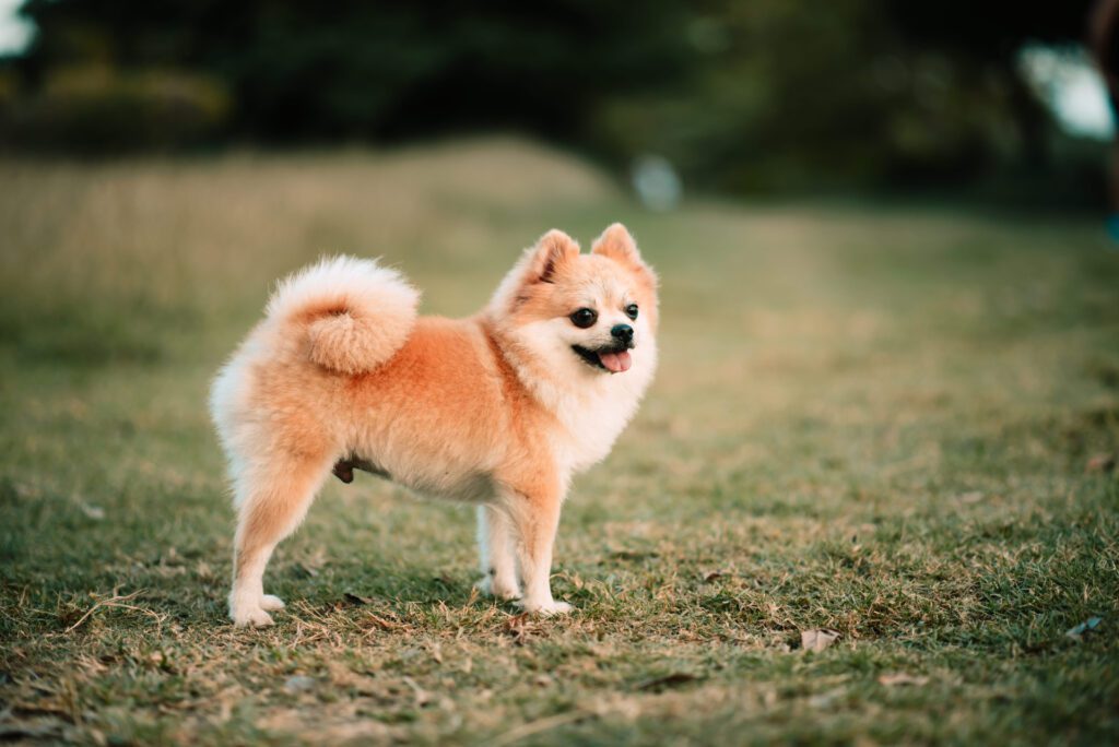How to Adopt a Pomchi