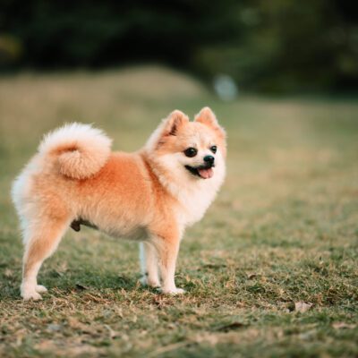 Pomchi