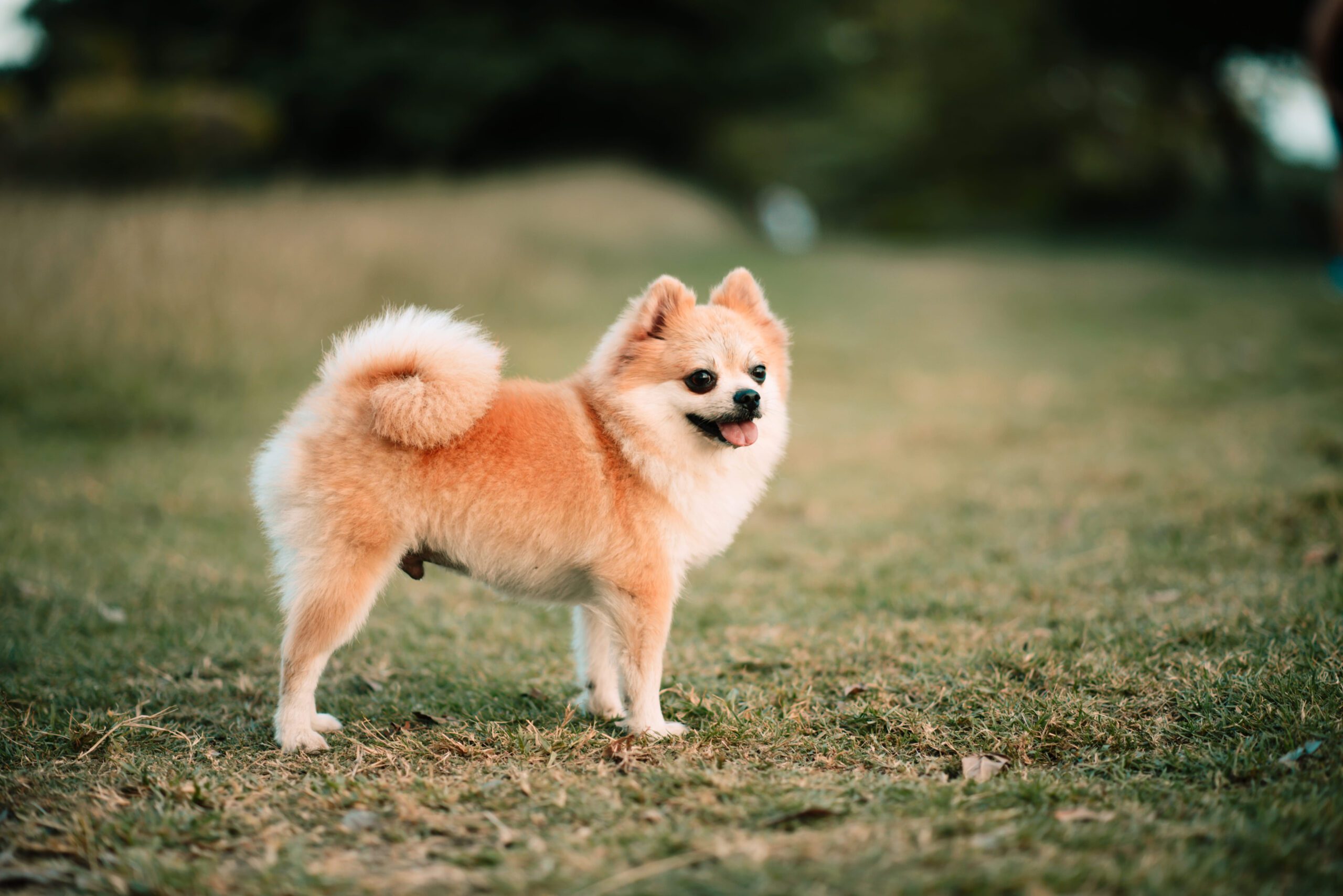 Pomchi Adoption Guide