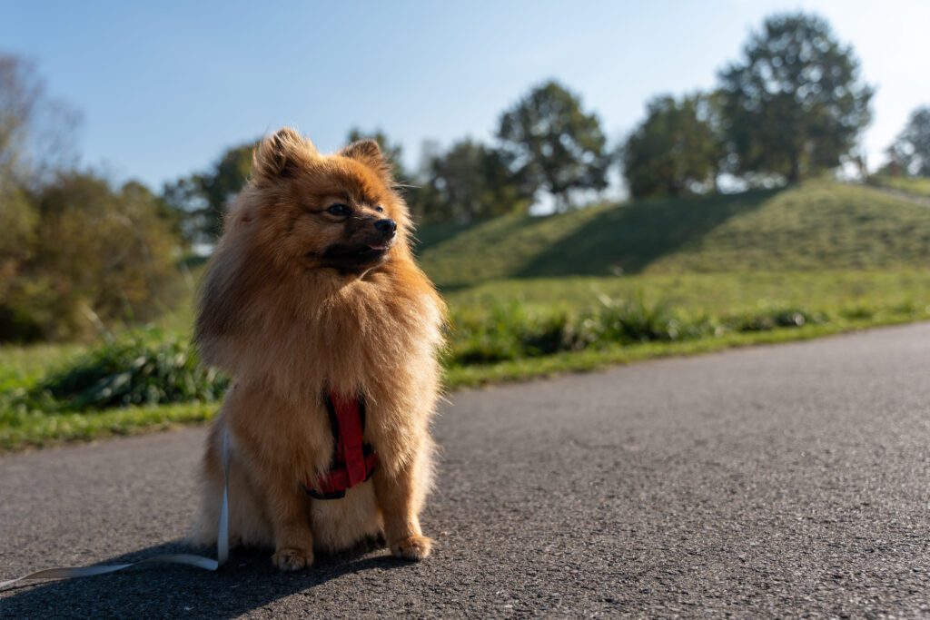 Pomchi Standing On Paved Path In Sunny Park