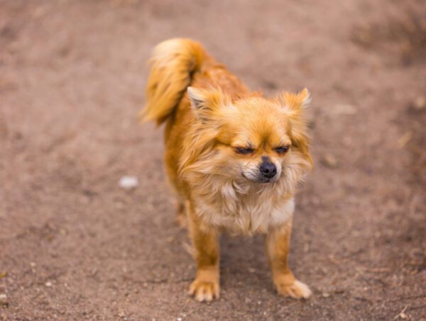 Pomchi Walking Forward On Dirt Path Outdoors