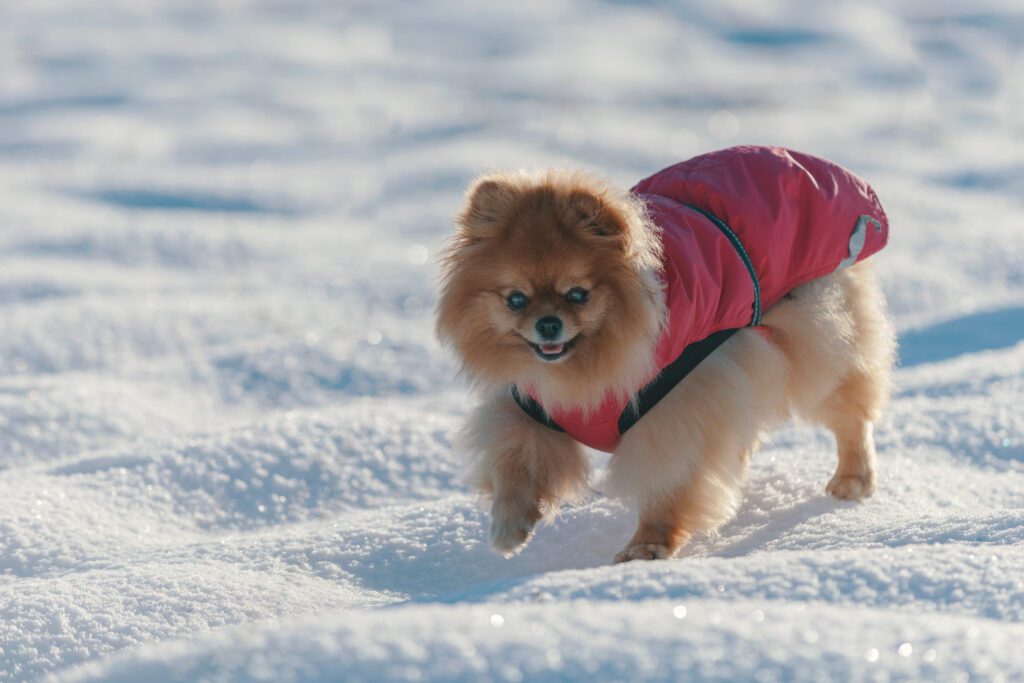 Pomchi Wearing Jacket Walking Through Snowy Field