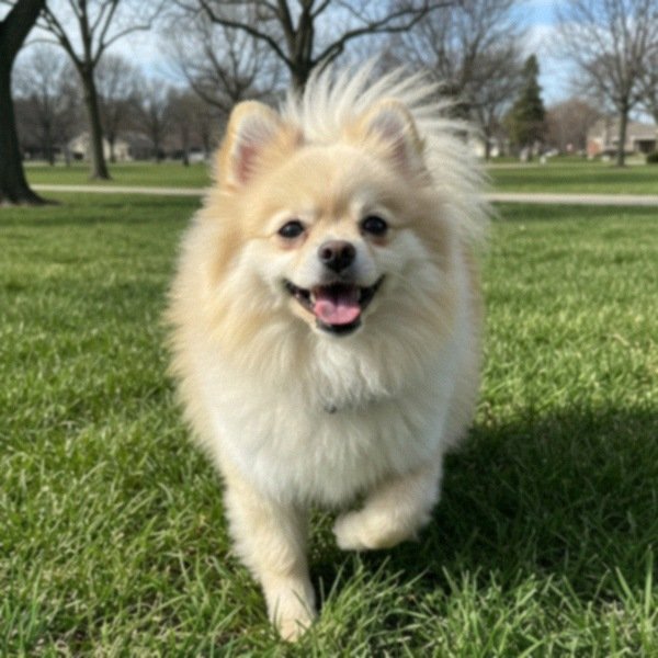 pomeranian in Lincoln, Nebraska