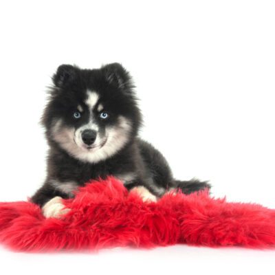 Pomsky
