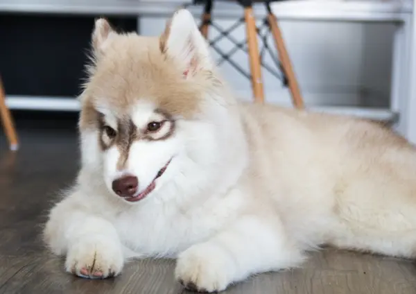 Pomsky Lying Indoors With Head Turned Sideways