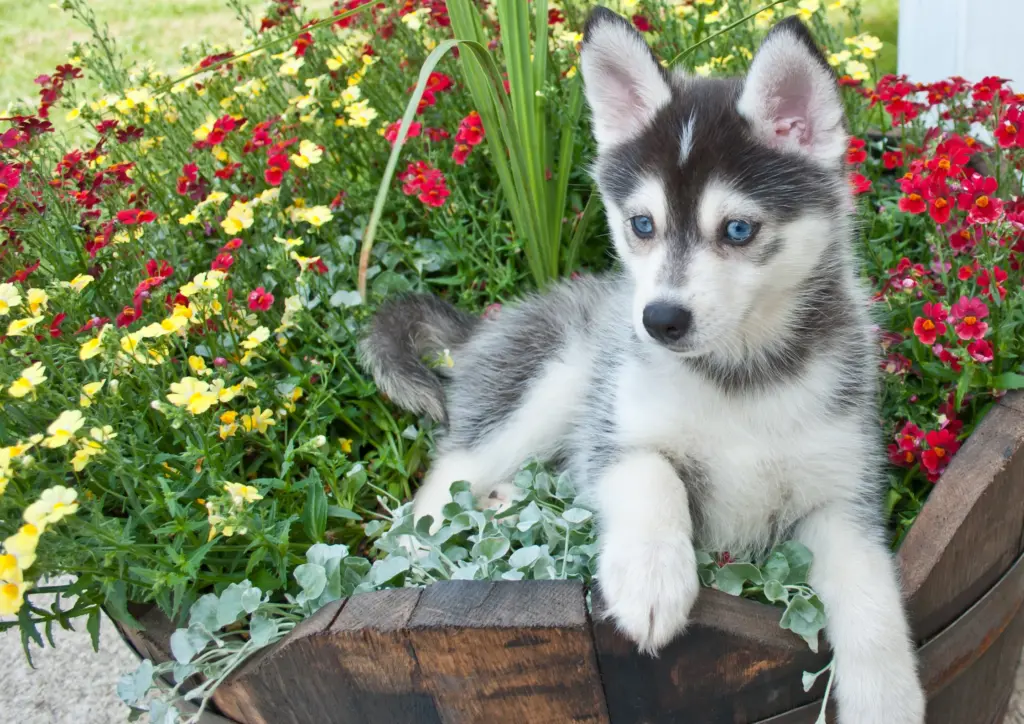 Pomsky Puppy Lying Among Colorful Garden Flowers