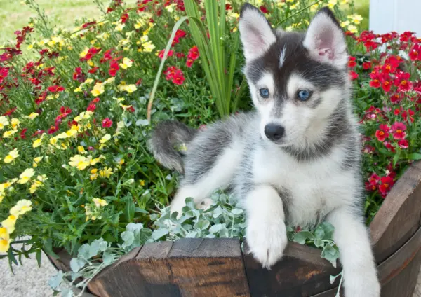 Pomsky Puppy Lying Among Colorful Garden Flowers
