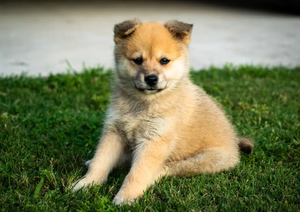 Pomsky Puppy Sitting On Grass Looking Forward