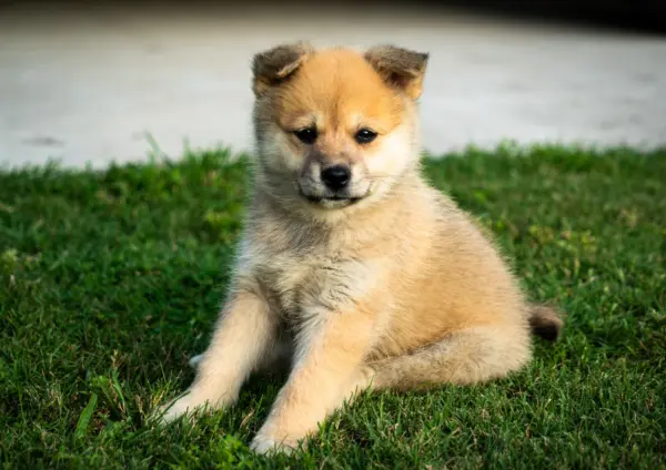 Pomsky Puppy Sitting On Grass Looking Forward