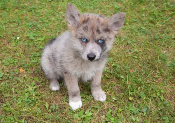 Pomsky Puppy Sitting On Grass With Blue Eyes