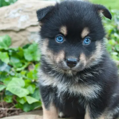 Pomsky