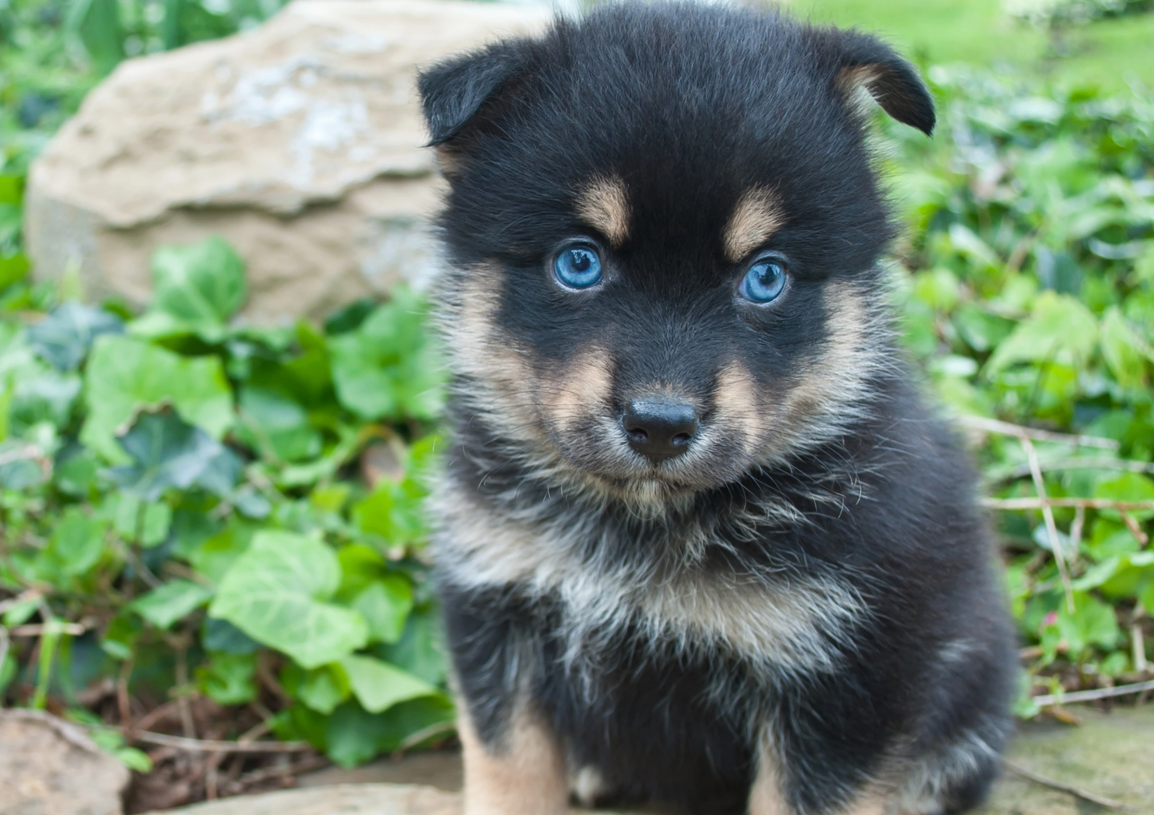 Pomsky Adoption Guide