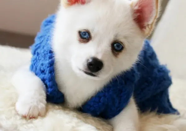 Pomsky Wearing Sweater Looking Up Indoors