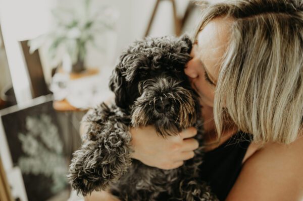 Portuguese Water Dog Being Cuddled Closely Indoors