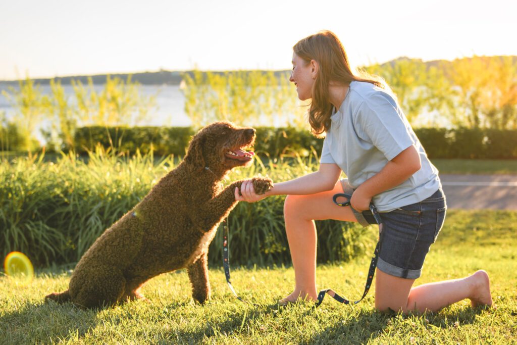 How to Adopt a Portuguese Water Dog