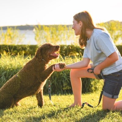 Portuguese Water Dog