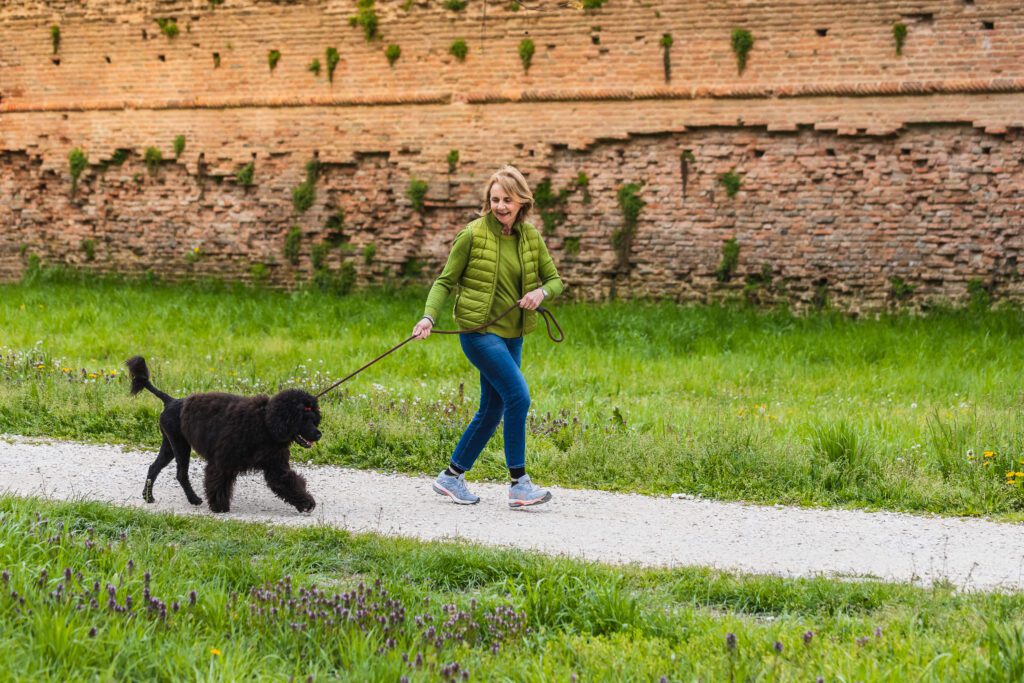 Portuguese Water Dog Walking On Leash Along Park Path