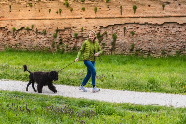 Portuguese Water Dog Walking On Leash Along Park Path
