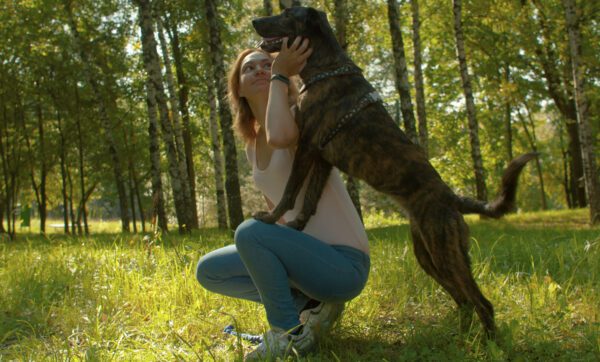 Presa Canario Being Lifted By Owner In Forest