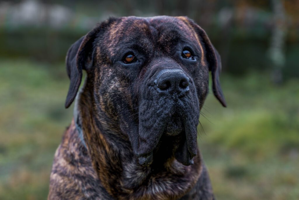 Presa Canario Close Up Portrait With Alert Expression