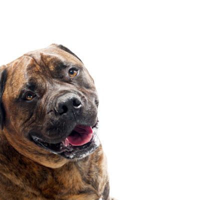 Presa Canario