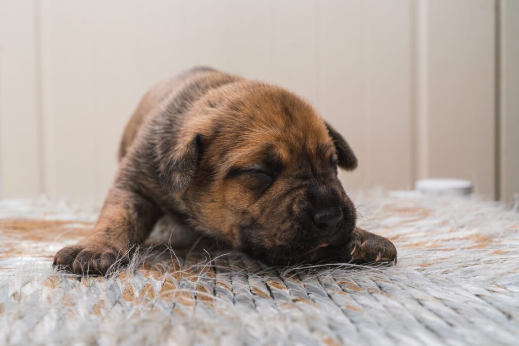 Presa Canario Puppy Sleeping On Soft Indoor Rug