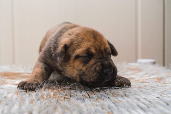 Presa Canario Puppy Sleeping On Soft Indoor Rug
