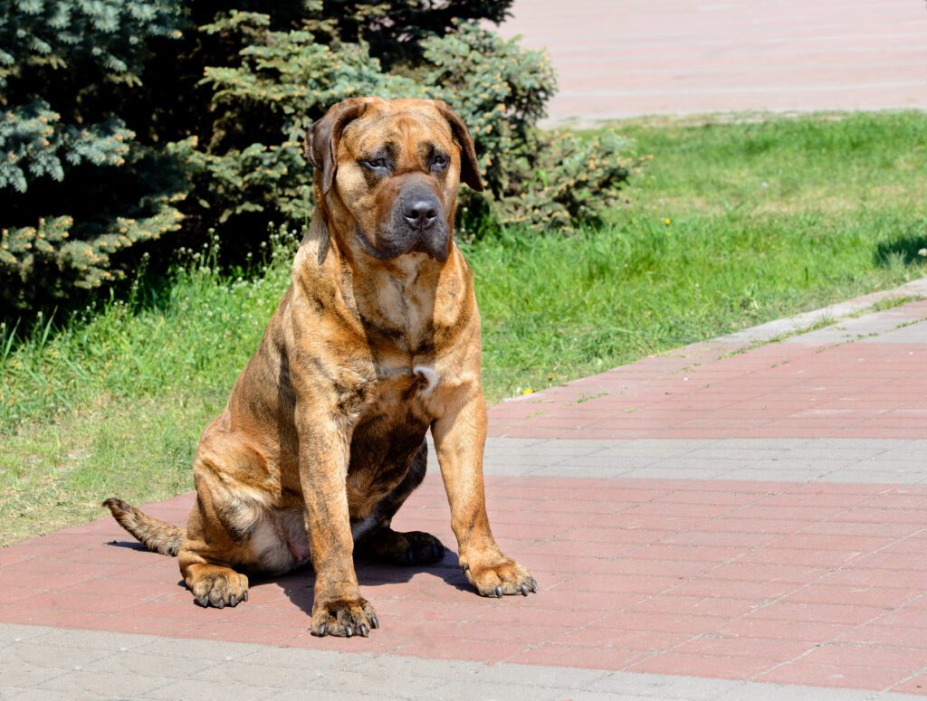 How to Adopt a Presa Canario
