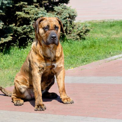 Presa Canario