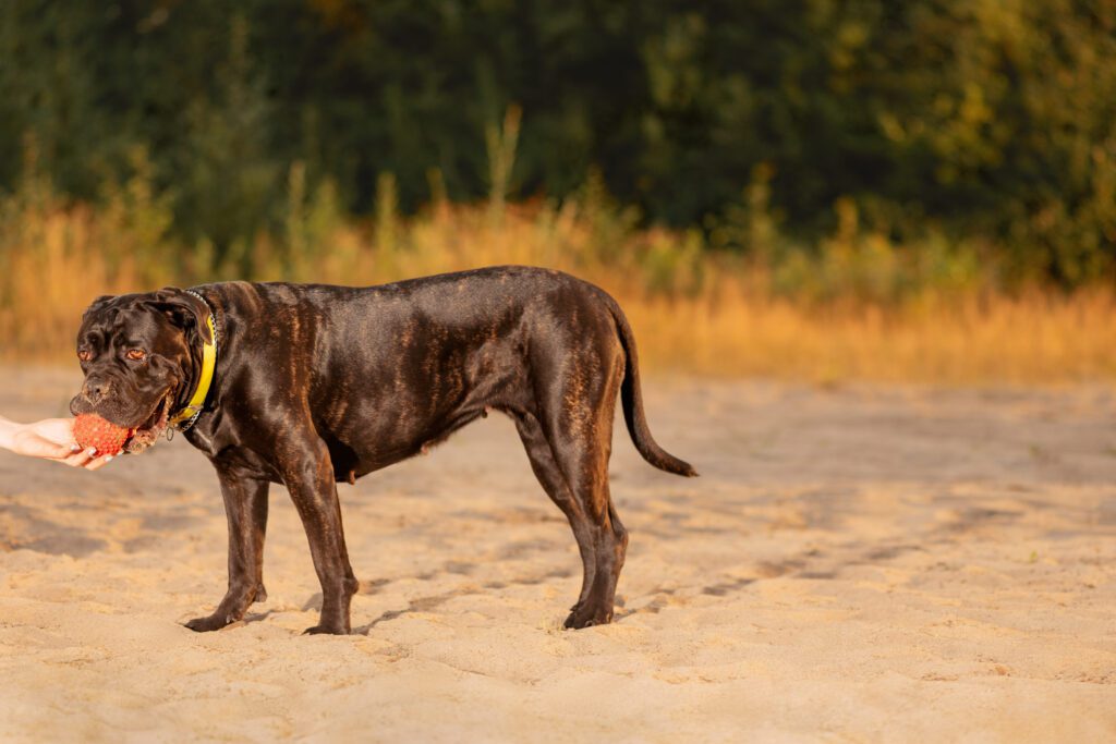 Presa Canario Standing Sideways On Dirt Path Outdoors With Ball On Its Mouth