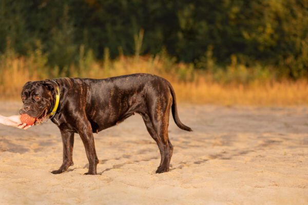 Presa Canario Standing Sideways On Dirt Path Outdoors With Ball On Its Mouth