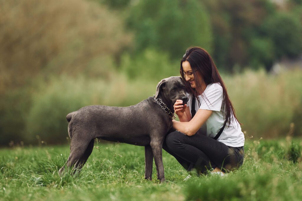 Presa Canario Standing With Owner In Grassy Park